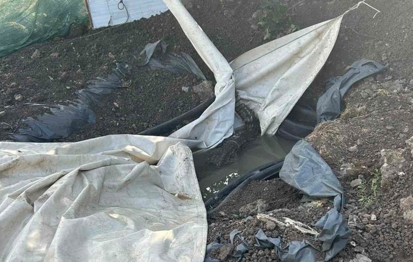 首都クレミコフツィの「ボツネッツ」地区でワニが発見された