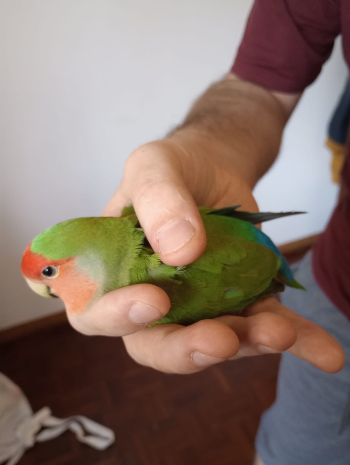 この鳥が数匹の猫に食べられそうになっているのを見つけました。どうすればよいか提案はありますか?