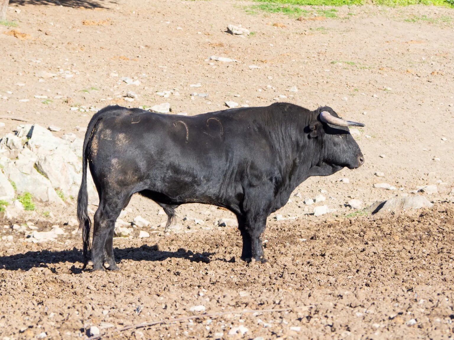 コルシュで子供が雄牛に引き取られる、自治体は後悔するも闘牛と地域の「強いつながり」を思い出す