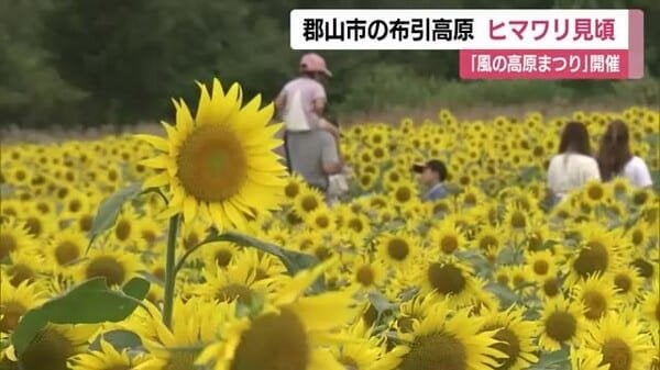 布引高原のヒマワリが見頃 約１８０万本が咲く＜福島・郡山市＞