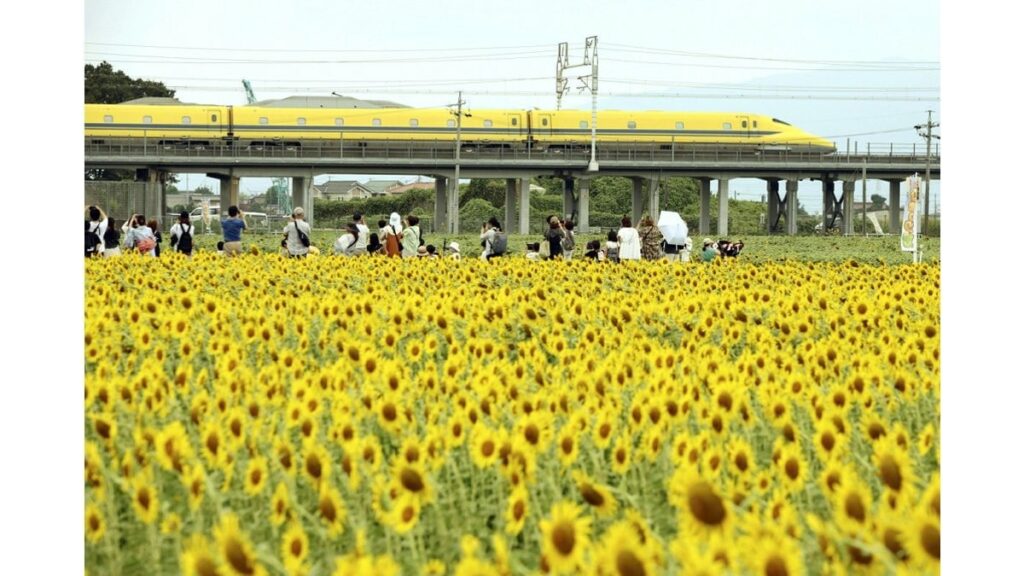 ドクターイエローとヒマワリ、黄色い共演…鉄道ファンも「何とかうまく撮影できた」 岐阜県大垣市