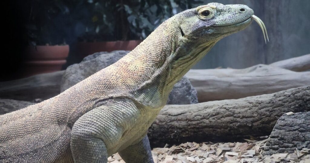 世界最大のトカゲ「コモドオオトカゲ」、名古屋の動物園公開 唯一の国内展示
