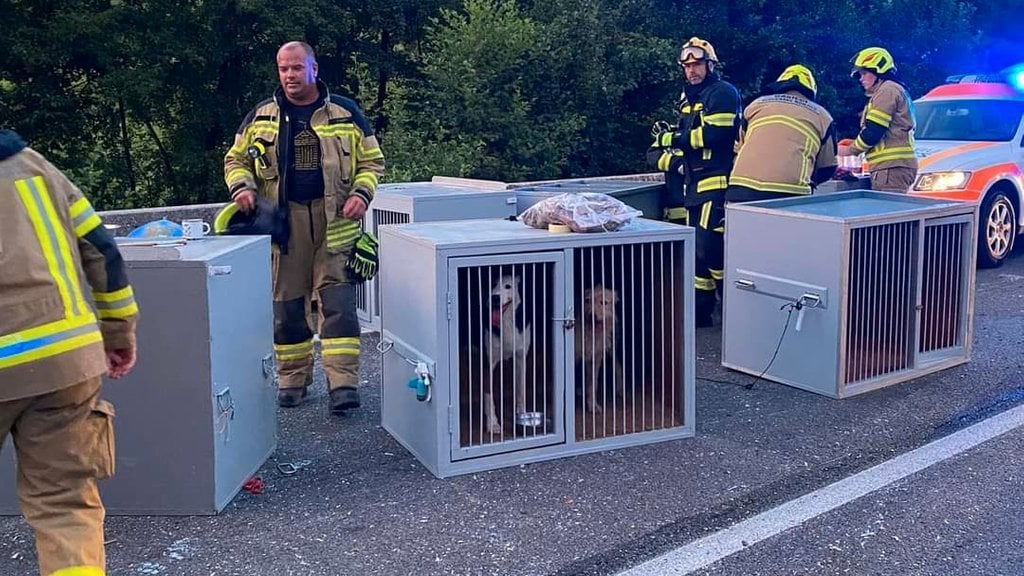 ロシア人運転手が盗まれた犬を輸送、飼い主は犬が戻ってくることに大喜び