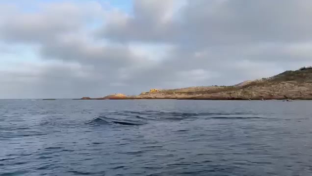パロス島のクジラ