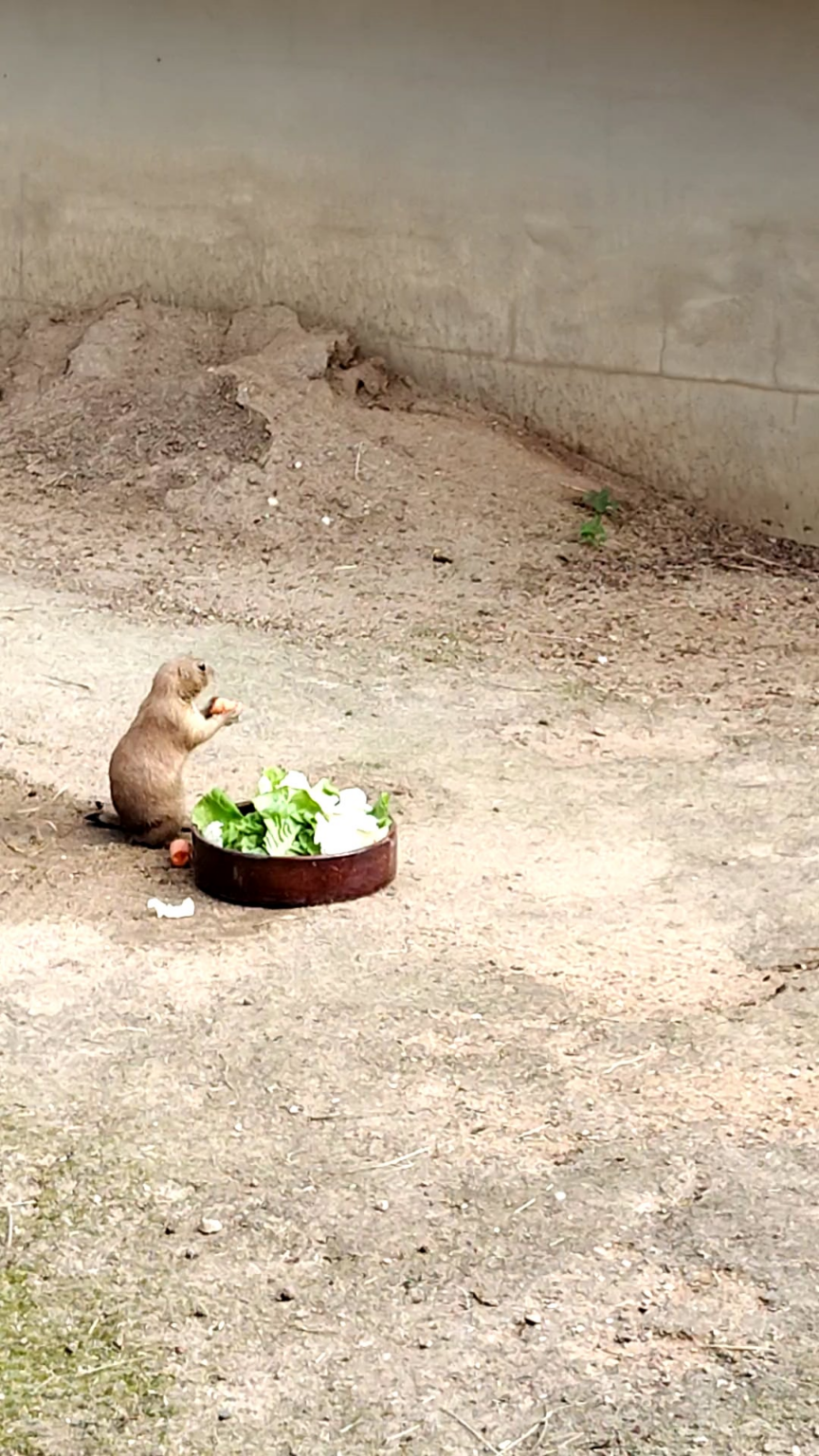 プラハ動物園はまさに最高峰です。