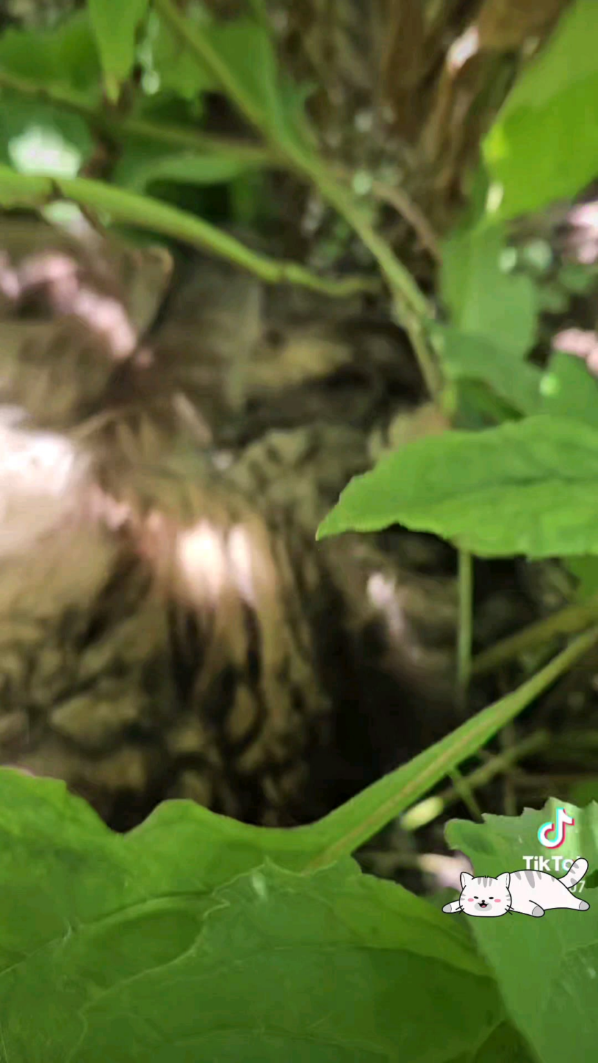 花の中の猫