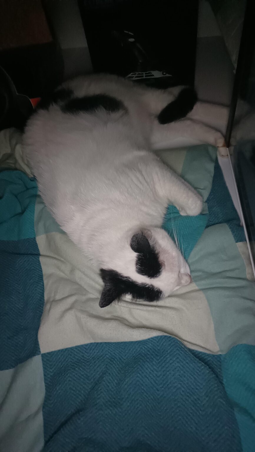 キャットボット