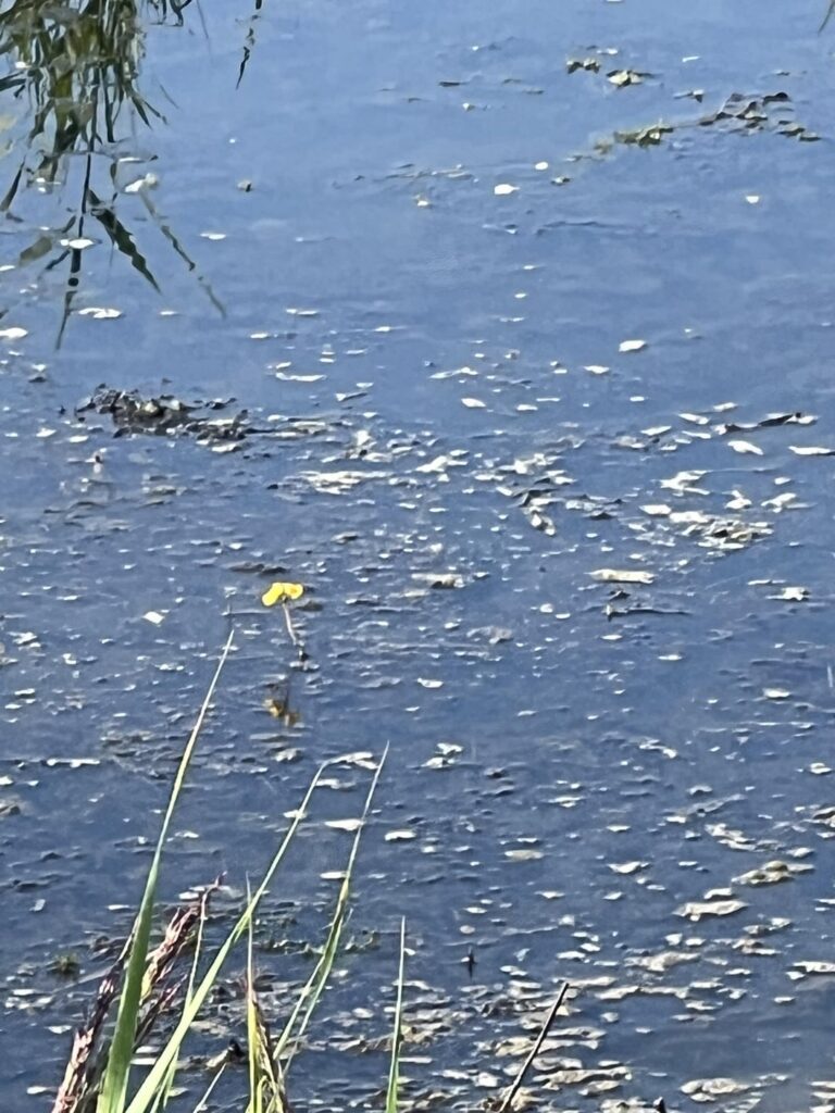 シュコツィアン湾のイバラの花。私の知る限り、海岸にある食虫植物はこれらだけです。ここの種は Utricularia australis/x ネグレクトアです