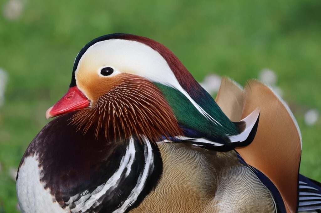 ガリシア州ア・コルーニャのオシドリ (Aix galericulata)