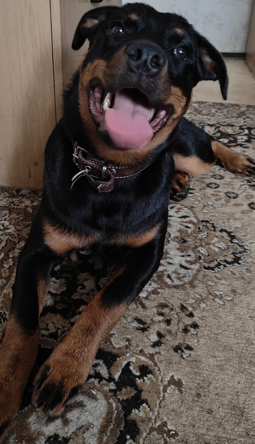 (ハスコボ) 私の犬が逃げました。 助けてください! うちの犬が逃げてしまいました。 助けてください! (ハスコボ) 私の犬が逃げました。 助けてください! うちの犬が逃げてしまいました。 助けてください!