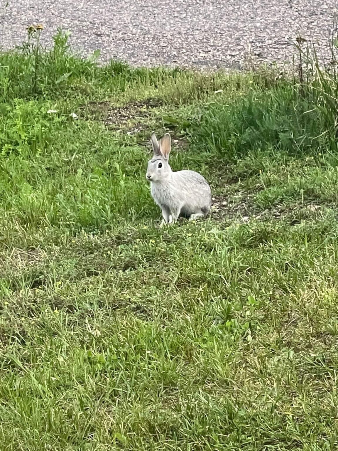 私の近所のウサギには眉毛があるんです!!🤣