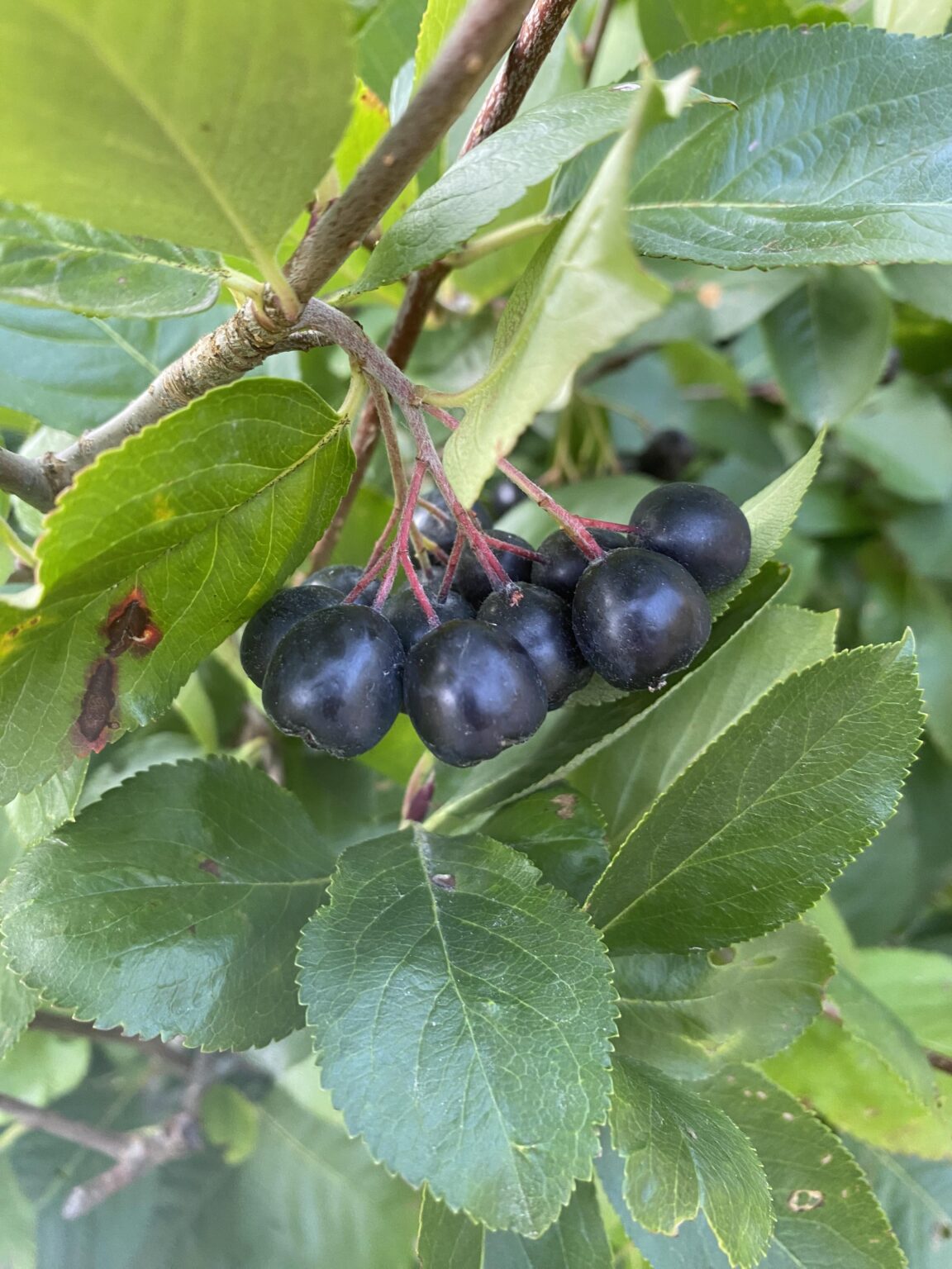 これ食べられますか？