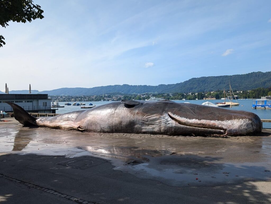 チューリッヒのウトクアイで朽ちたマッコウクジラ
