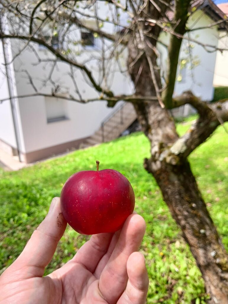 リンゴの品種