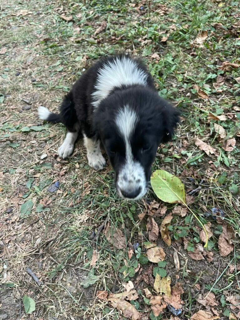 ‼️生後2〜5ヶ月のメスの子犬のお家を探しています🙏 ‼️生後2〜5ヶ月のメスの子犬のお家を探しています🙏