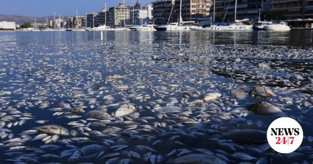 ヴォロスの港は数千匹の魚の死骸で満たされていた – 忌まわしい画像