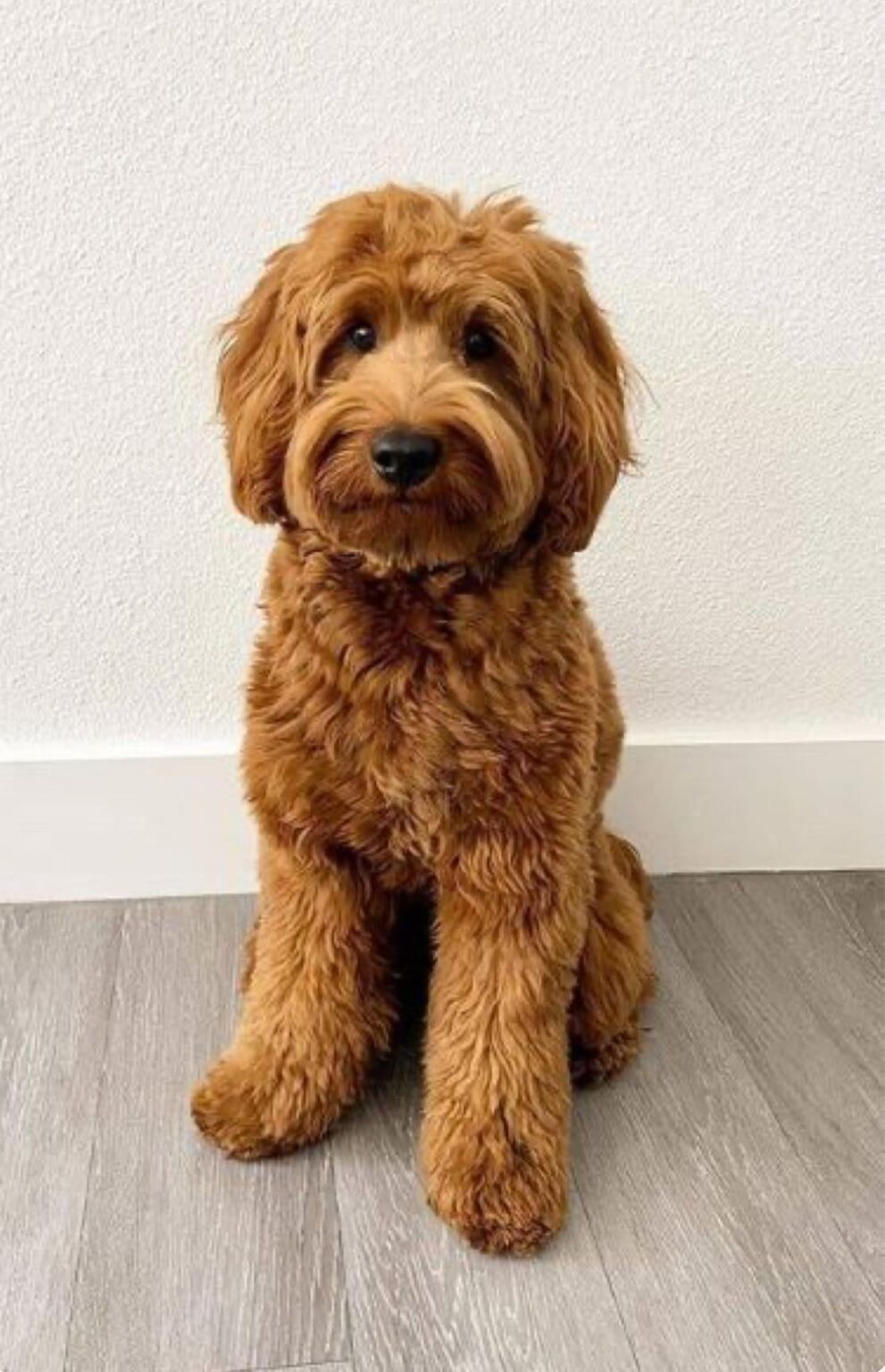 ブルガリアのどこでラブラドゥードルの子犬を見つけることができますか?