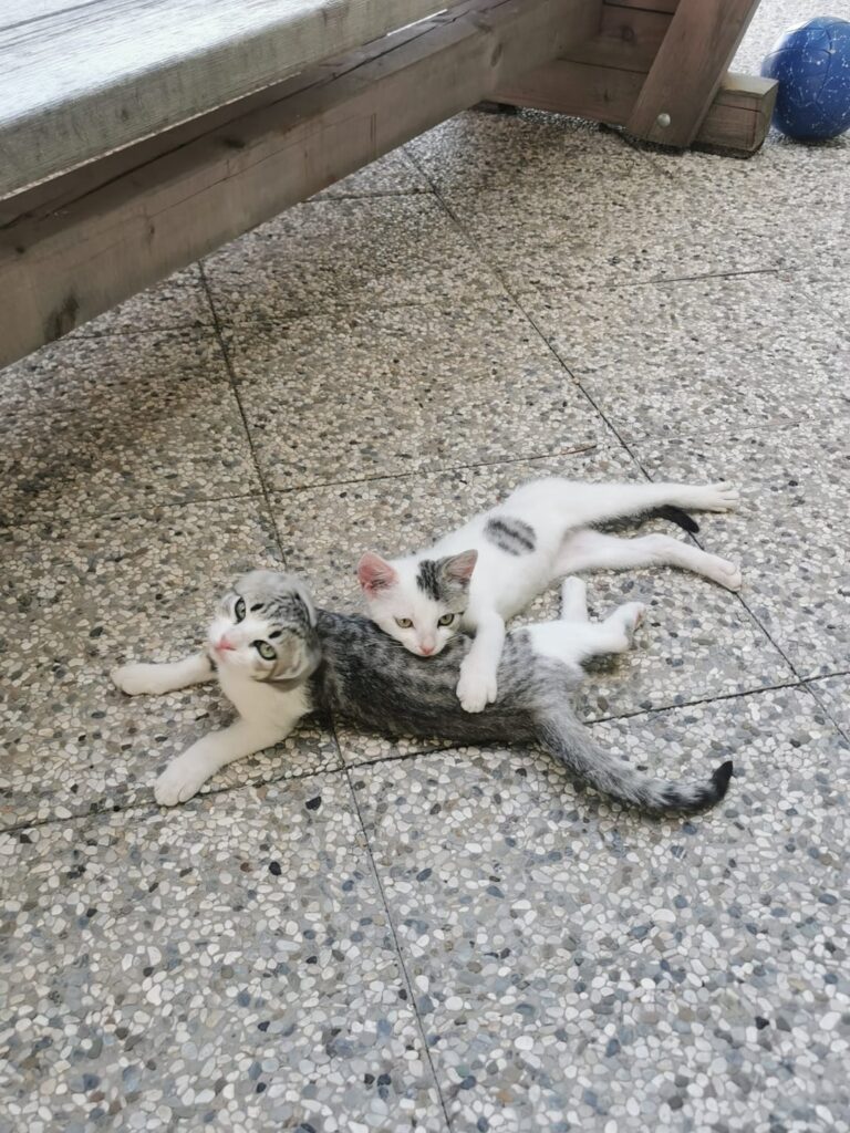 猫ブーツで猫ヨガ