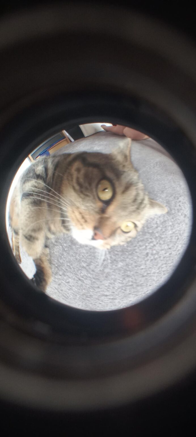 魚眼レンズを使った猫の写真