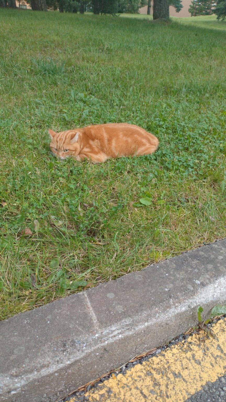 TTUキャンパスにいる猫