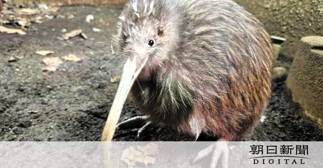 ニュージーランドの鳥「キウイ」、日本国内飼育の最後の1羽死ぬ 天王寺動物園