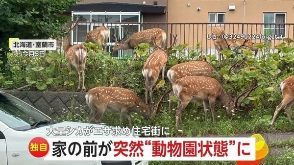 まるで動物園のような状態、鹿の大群が住宅街でたむろし草食む - 車との衝突事故も増加 ｜ 北海道・室蘭市