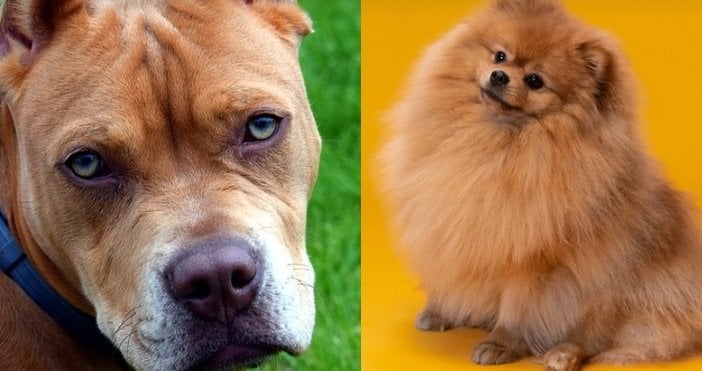 ああ、もう一つ。 次回は犬ではなく小さな子供です