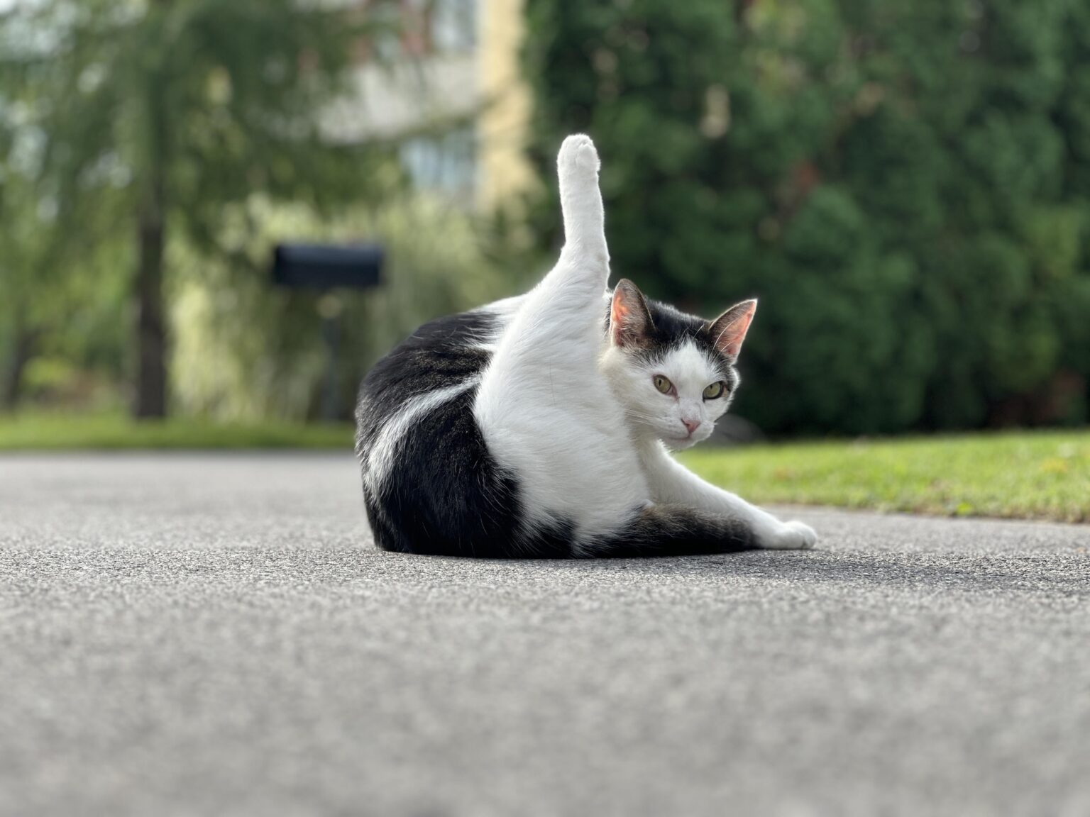 キャットボット