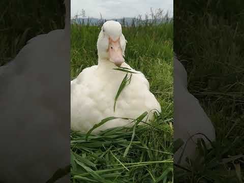 #夕暮れ時にアヒルが新緑の草を食べる！