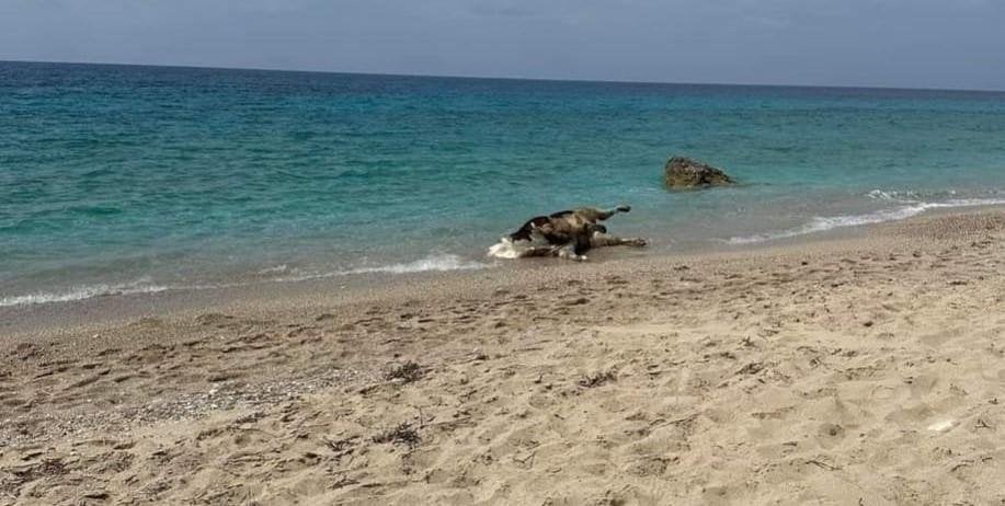 レフカダ島：死んだ牛が海岸の海に打ち上げられる