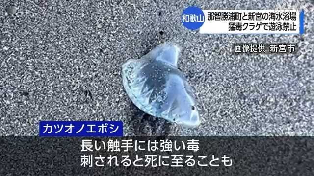和歌山県那智勝浦町と新宮市の海水浴場に猛毒クラゲ 遊泳禁止