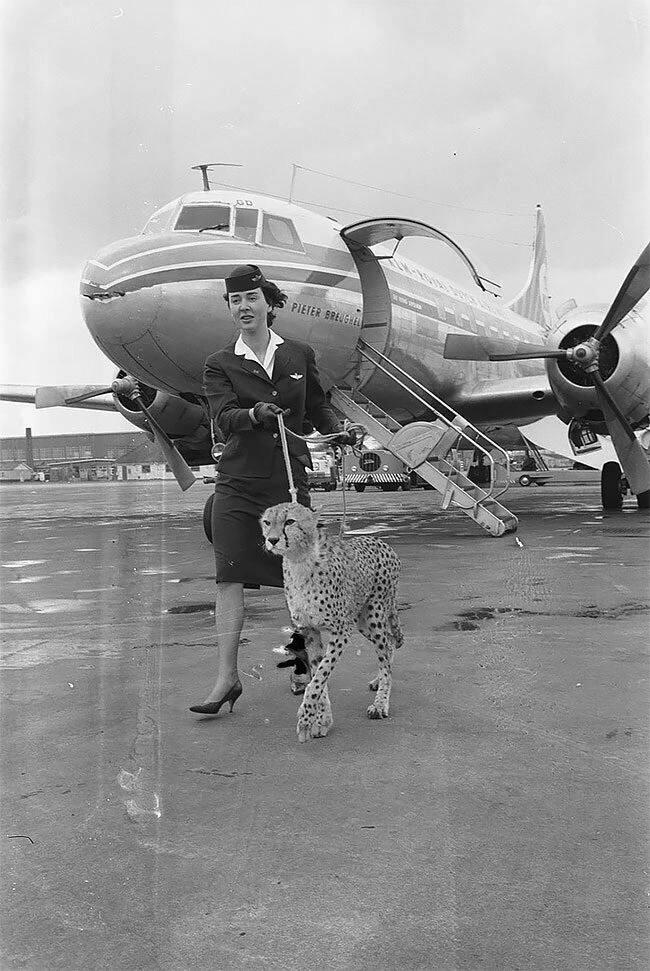 1961年、アムステルダム空港でスチュワーデスがチーターと散歩している