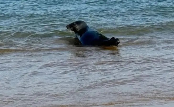 カスカイスで見られたアザラシが、アラビダのビーチとセトゥーバルの港でも再び目撃された