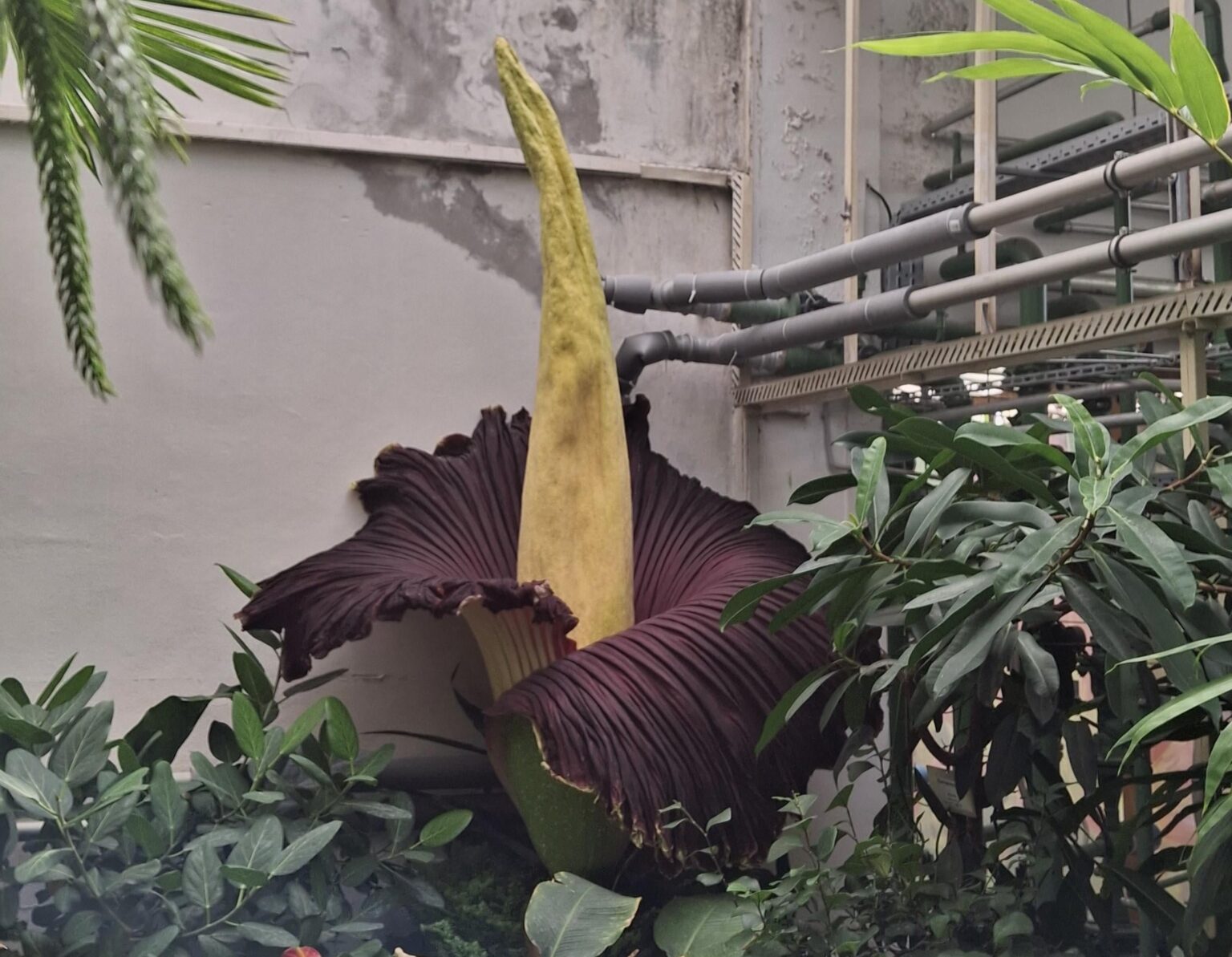 英国植物園のタイタン アラム - まだ咲いているので、見たい方はお早めに