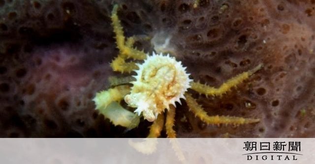 甲羅3ミリの「王様」 全身トゲトゲ、タラバガニの子ども 北海道羅臼沖