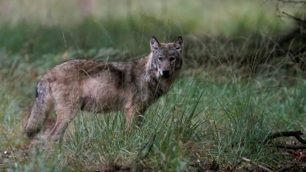 ユトレヒト州がオオカミの捕獲と気絶の許可を発行