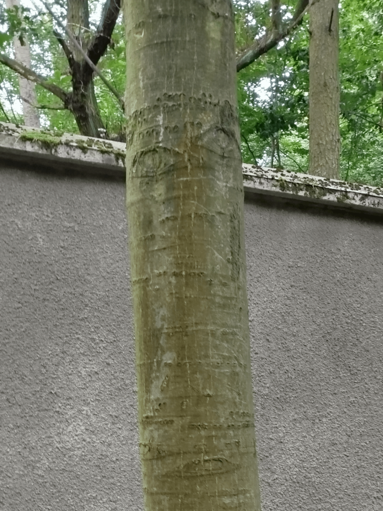 目のある木