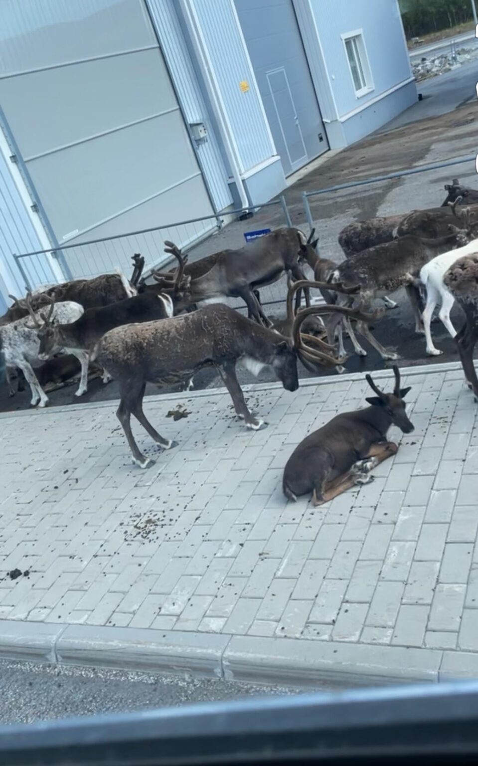 キルピスヤルヴィの習慣