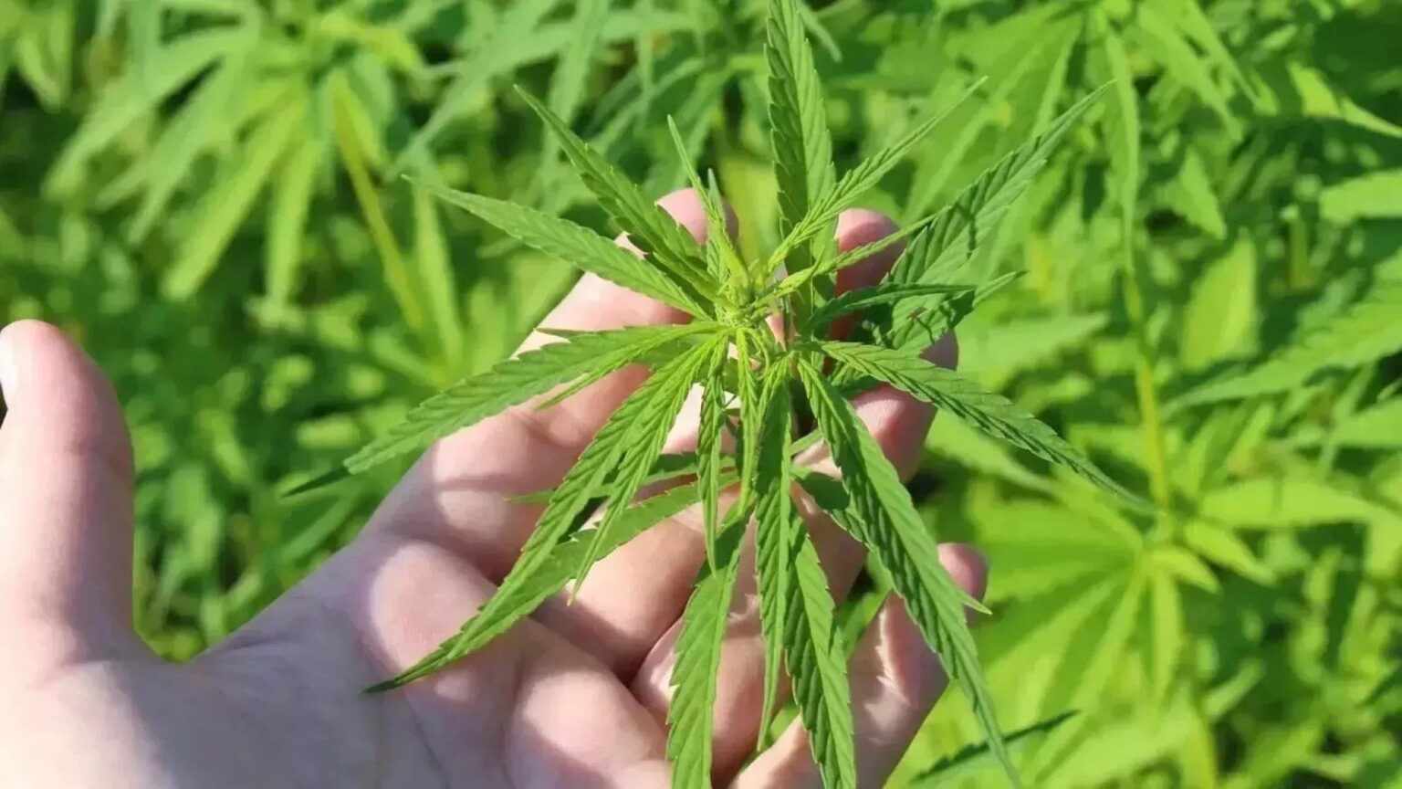 リトアニアの正義。大麻（2.5kg）を栽培した人が罰金だけを受け、定義を満たさないCBD（30g）製品を販売した実業家が2年の懲役を受けるなど、どうしてあり得るのでしょうか？