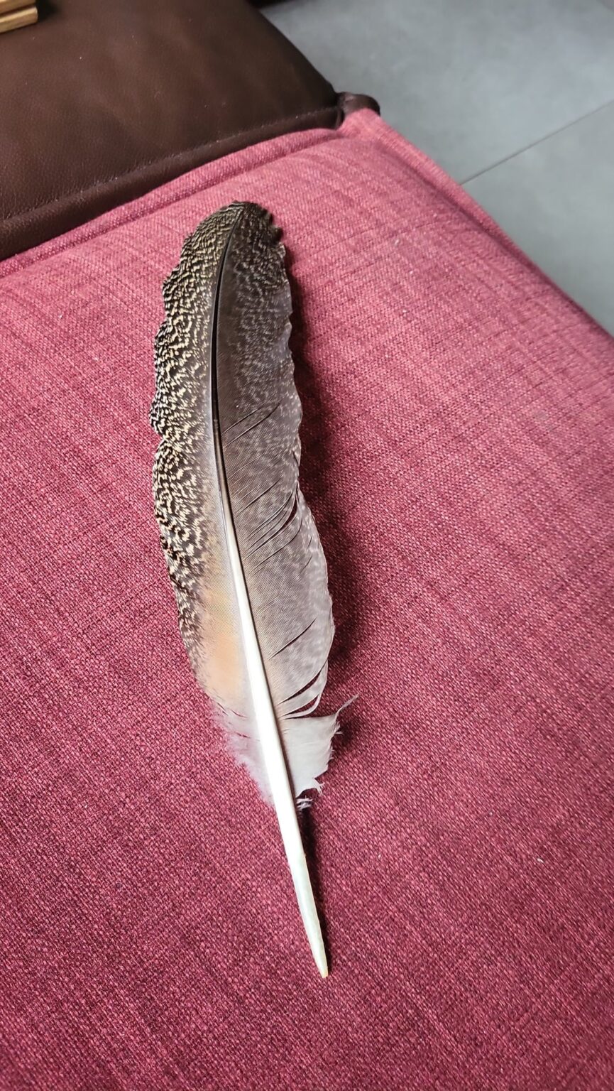 これはどの鳥のものか誰にも分からない