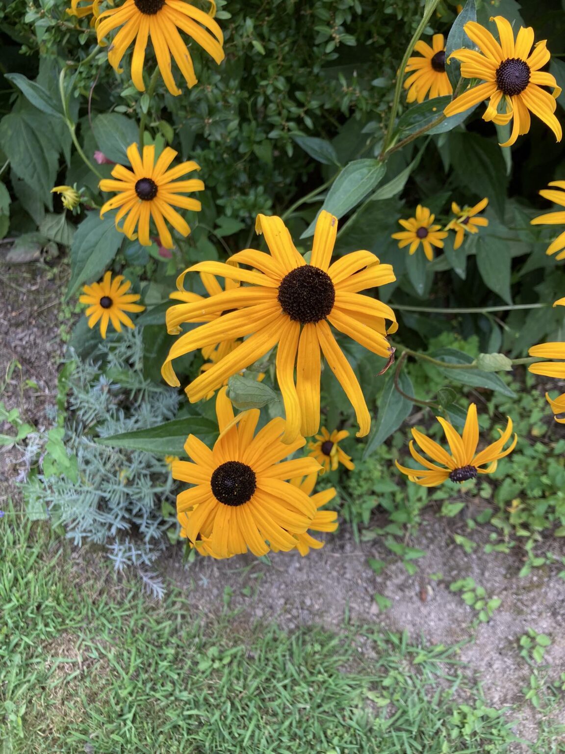 この花は黄色ですか、それともオレンジ色ですか?
