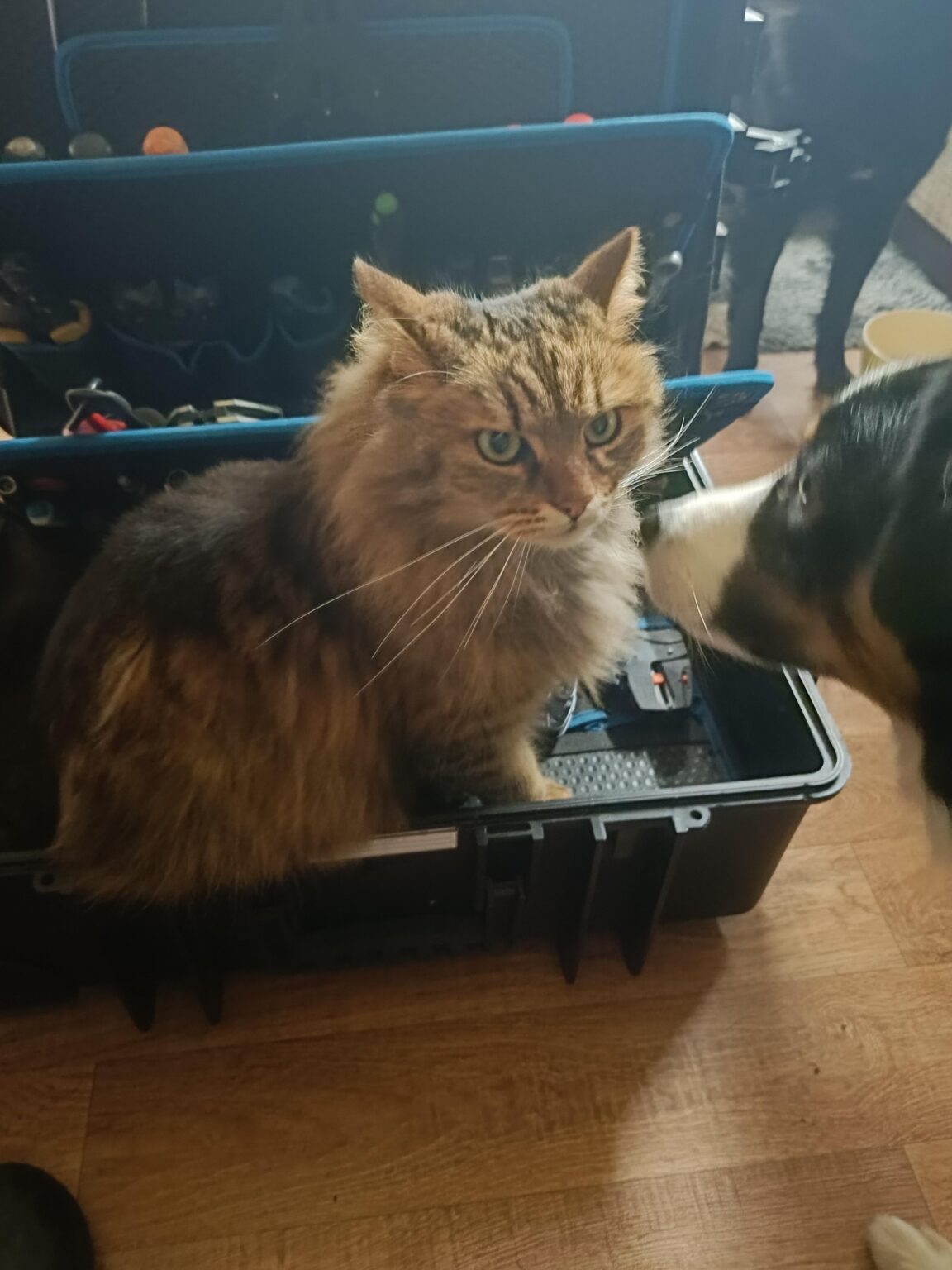 キャットボット