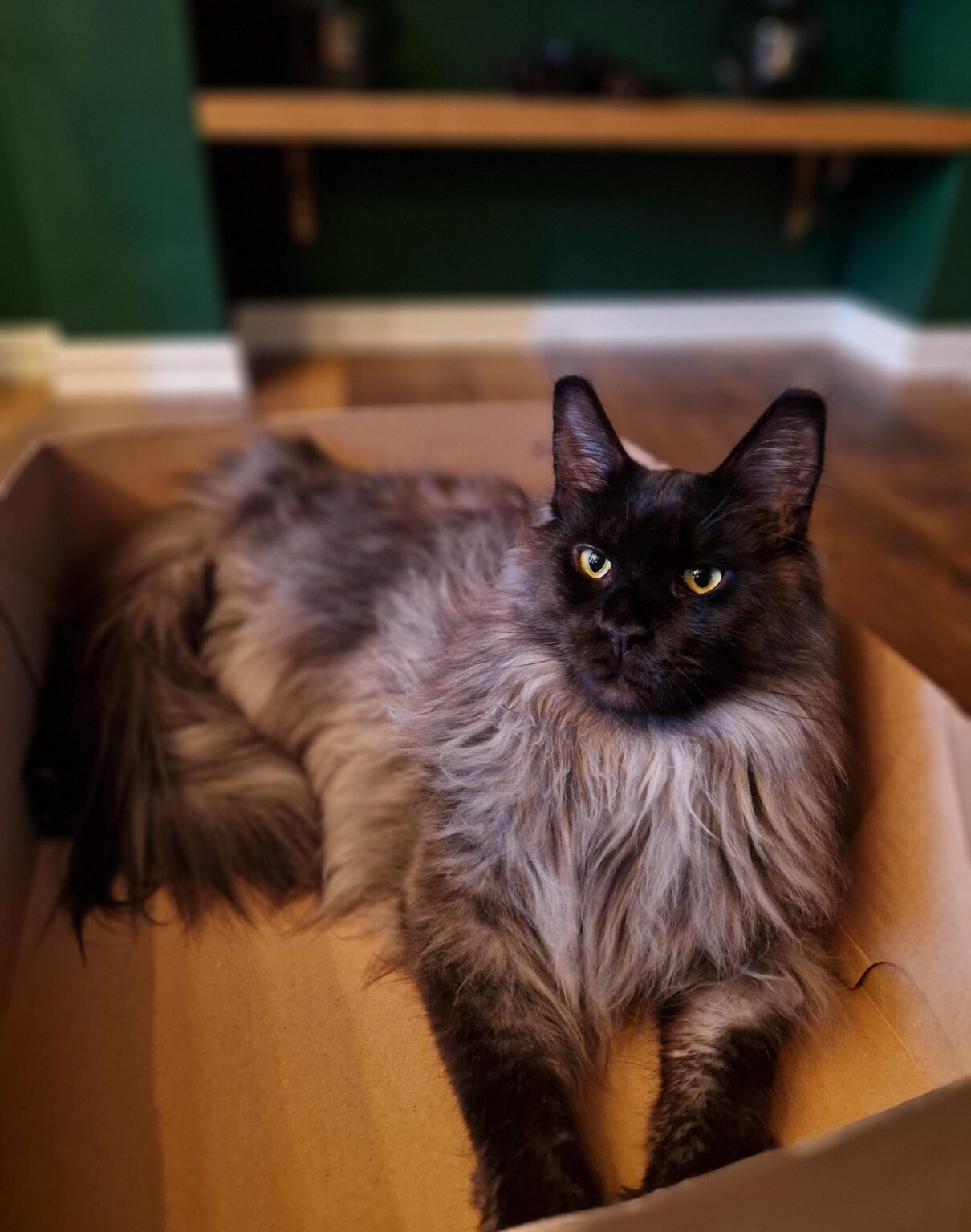 迷子の猫。