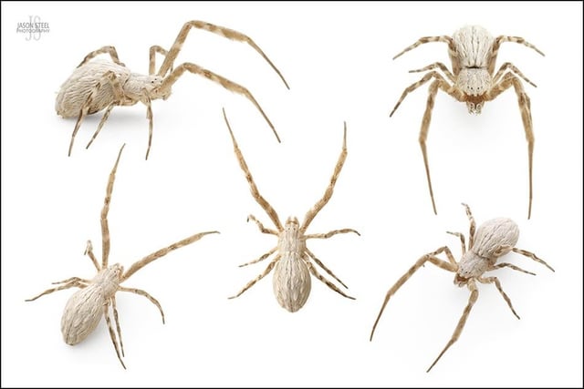 キプロスには、毒を持たない数少ないクモの一種、Uloboridae が生息しているらしい