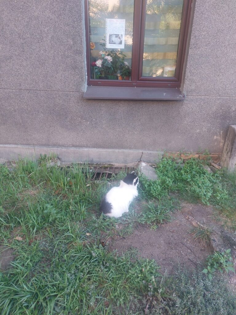 迷子猫ではないので助けは必要ありません