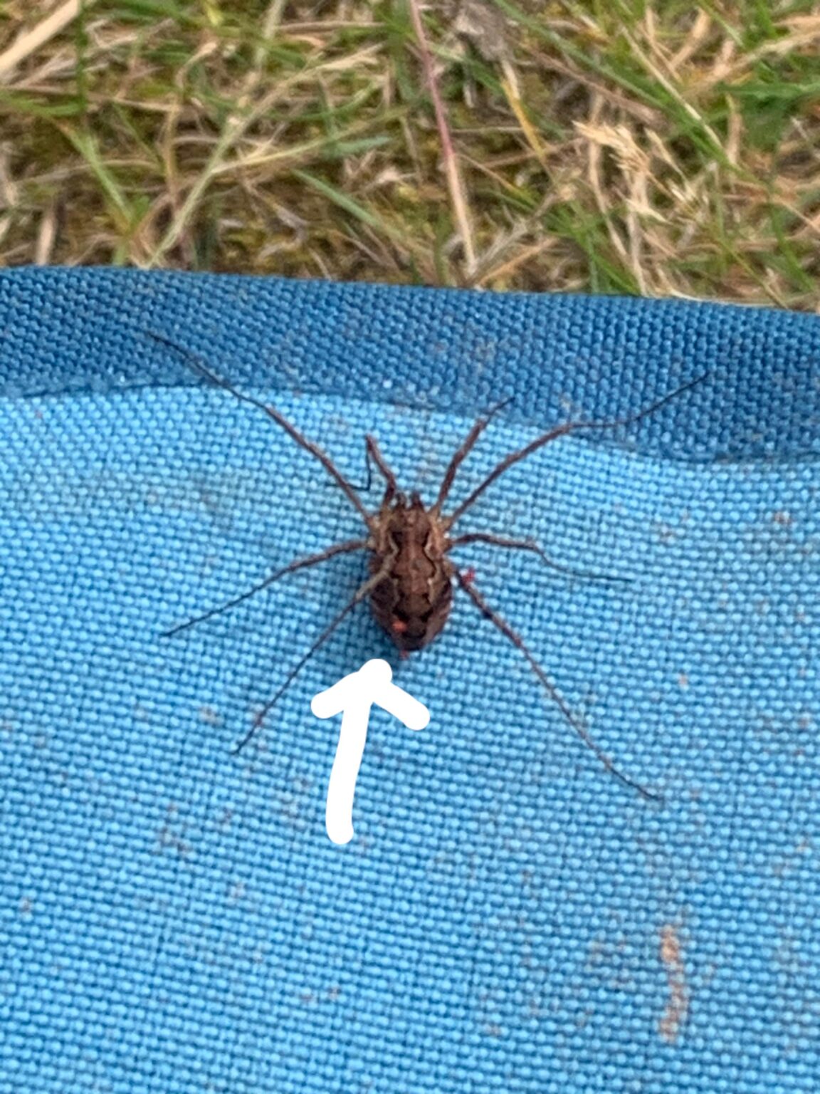 クモを識別する