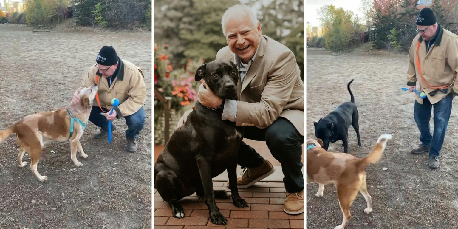 ティム・ウォルツが自分の犬ではない犬を撫でたところ、極右は完全に激怒した