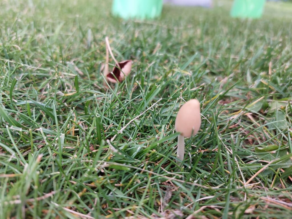 これは何のキノコですか