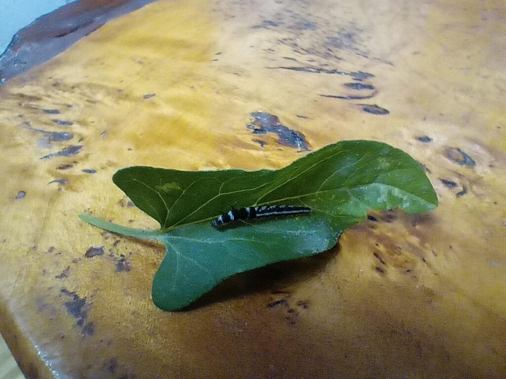 未知の毛虫