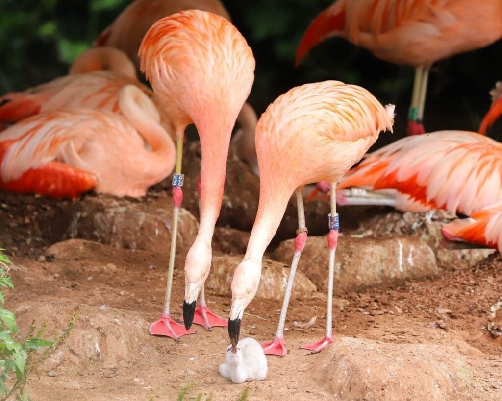 フラミンゴの同性カップルにひな誕生、子育ても一緒に　英動物園